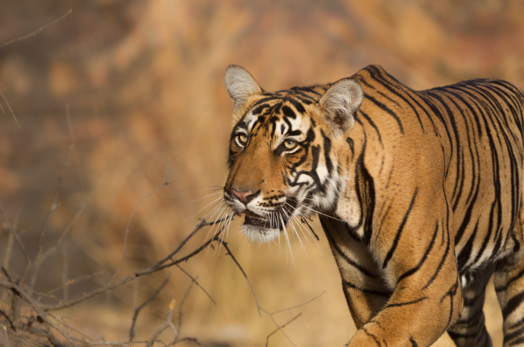 National Parks in India