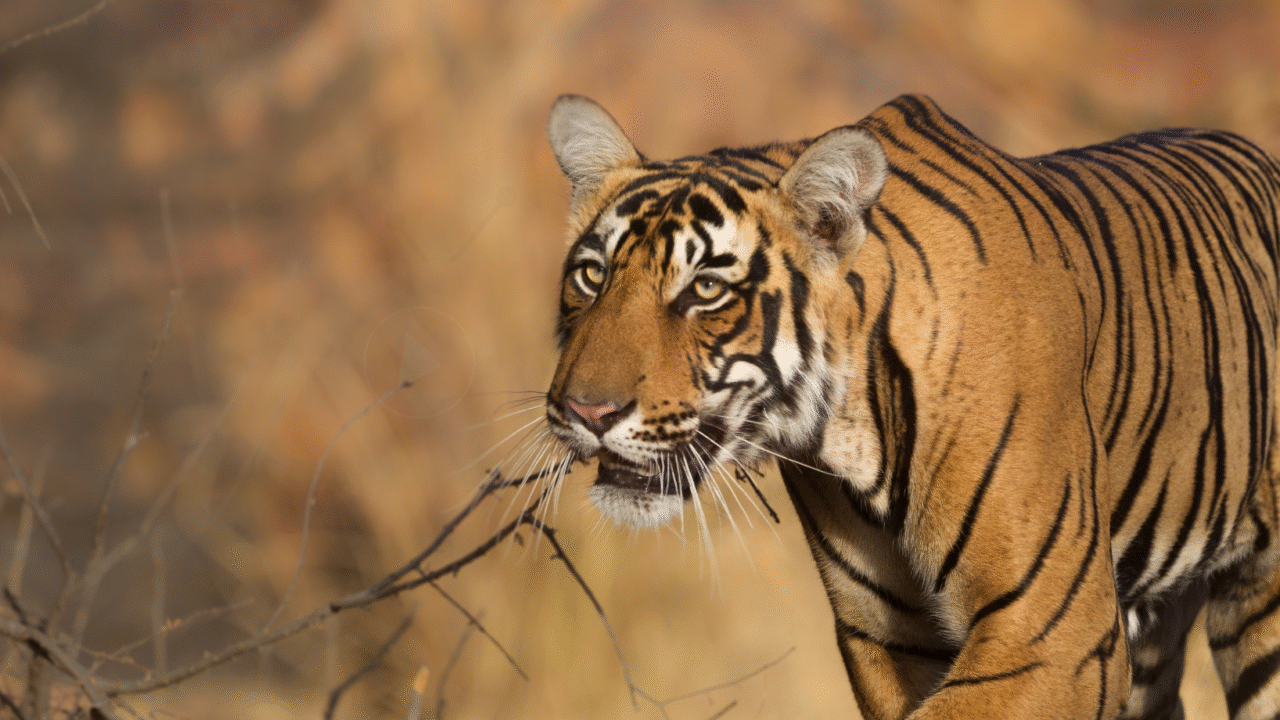 🌿 National Parks in India – Nature Ka Khazana