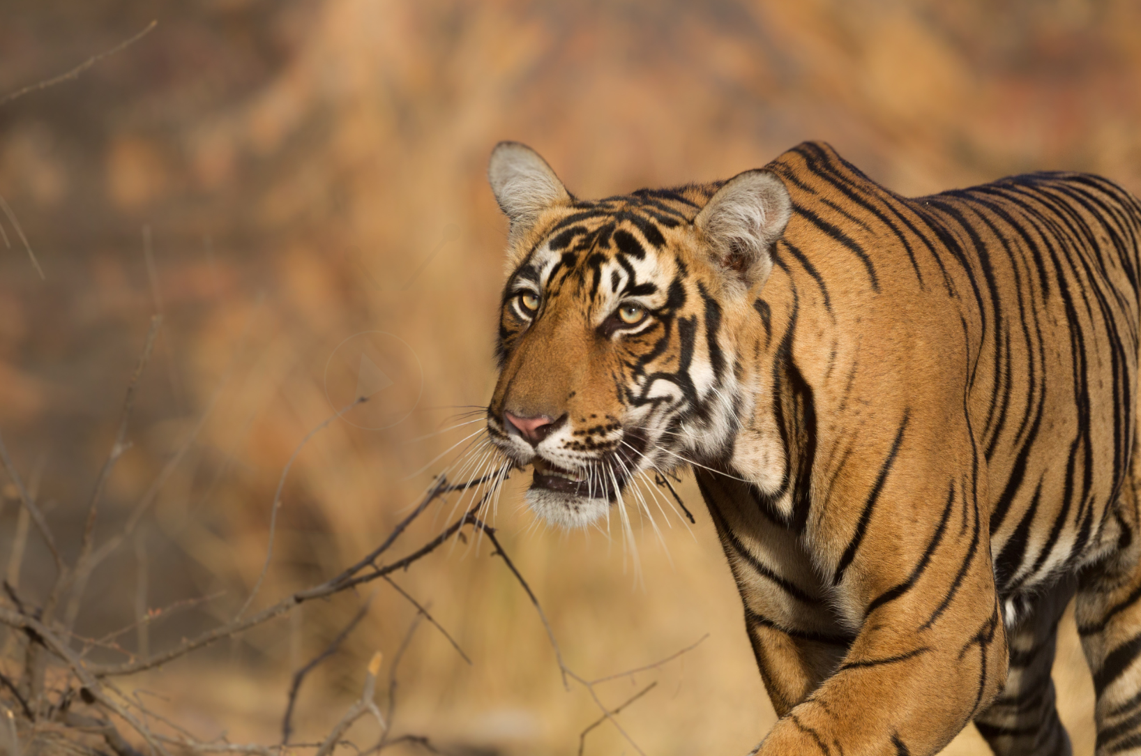 National Parks in India